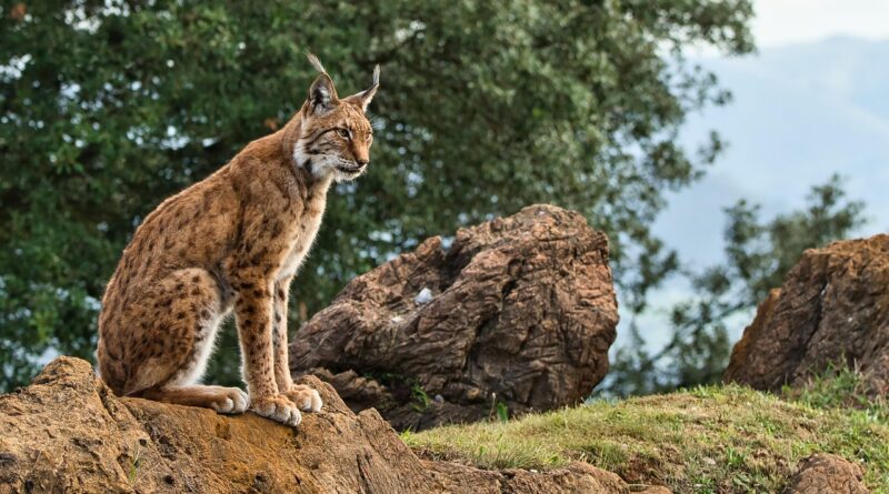 Un lince ibérico en un hábitat protegido