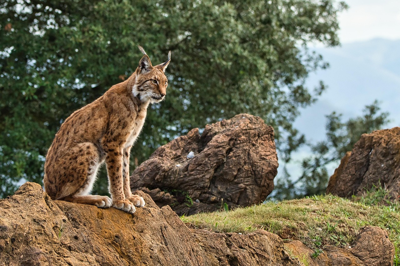 Un lince ibérico en un hábitat protegido